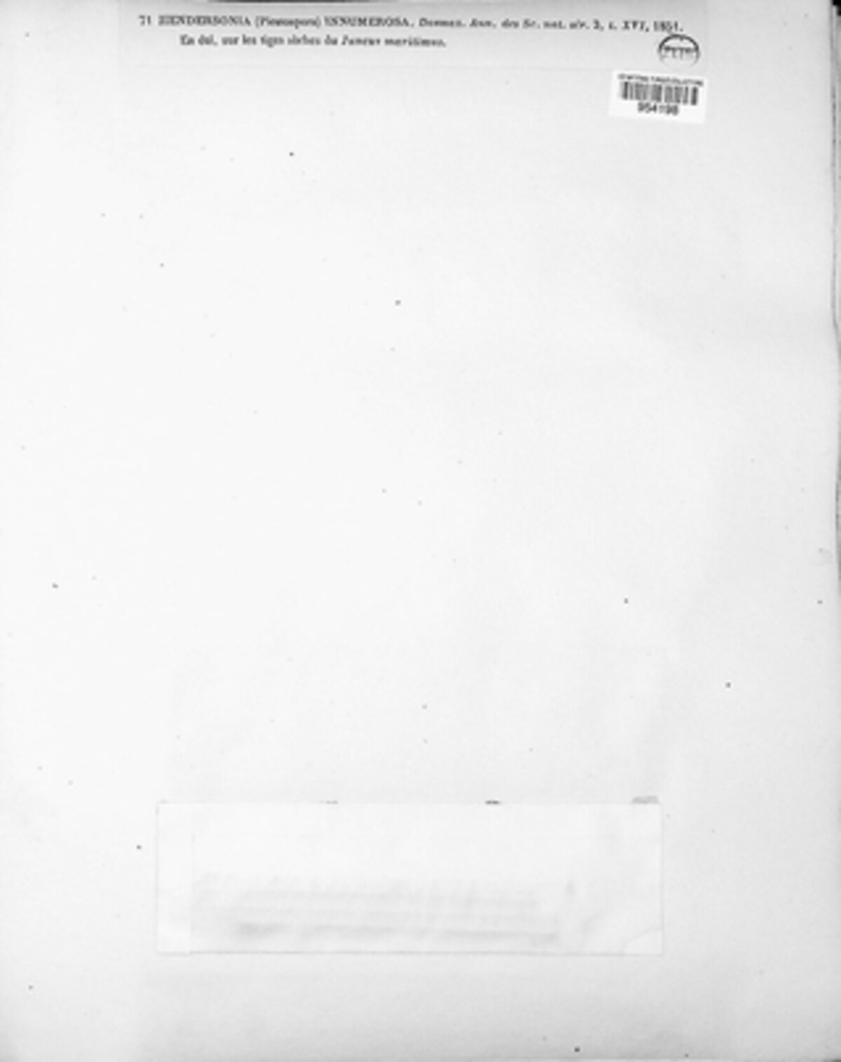 Stagonospora innumerosa image